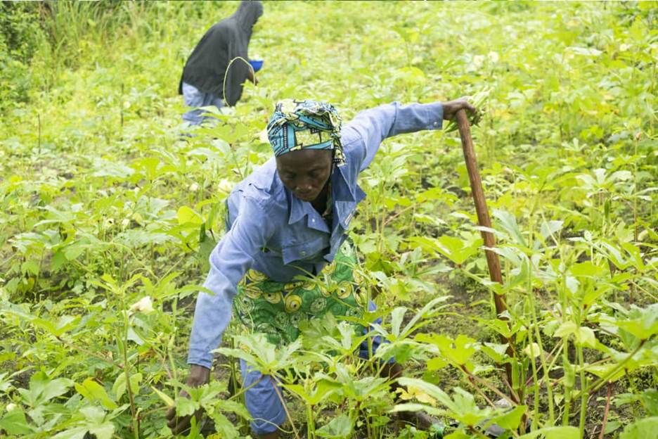 Tanganyika : À Lwizi, les ex-combattants démarrent la récolte du gombo semé dans le cadre du projet Tulime Pamoja