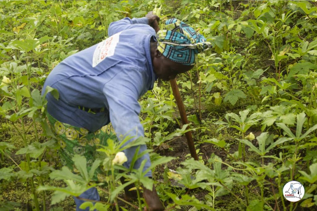 Tanganyika : Bouffée d'oxygène pour les ex-combattants de Lwizi qui récoltent déjà du gombo semé dans le cadre du projet de réinsertion Tulime Pamoja financé par le gouvernement