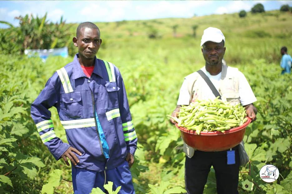 Tanganyika : À l'instar de leurs compatriotes de Lwizi, les ex-combattants et les membres de la communauté de Mulange démarrent avec la récolte du gombo dans le cadre du projet Tulime Pamoja