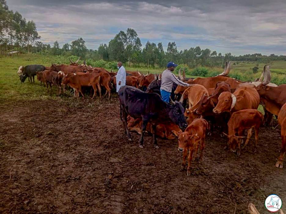 Djugu : Dans le cadre d'un suivi permanent de ses activités de réinsertion communautaire, le P-DDRCS supervise la vaccination des vaches au pâturage communautaire de Katoto